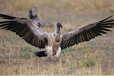 国产经典RPG《霸王别姬》上架方块平台 可免费领取